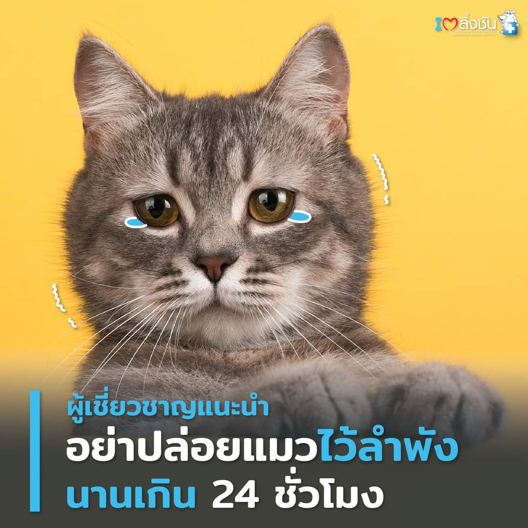 แค่ 8-12 ชม. น้องก็จะเริ่มเหงาและเบื่อแล้ว ถ้านานกว่านั้นก็จะเกิดความเครียด รีบกลับบ้านมาหาน้องนะ 🥺