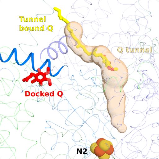 See our new work on quinone binding sites outside the canonical Q channel of respiratory complex I. doi.org/10.1002/1873-3… @KumpulaScience @HiLIFE_helsinki @BIOTECH_UH