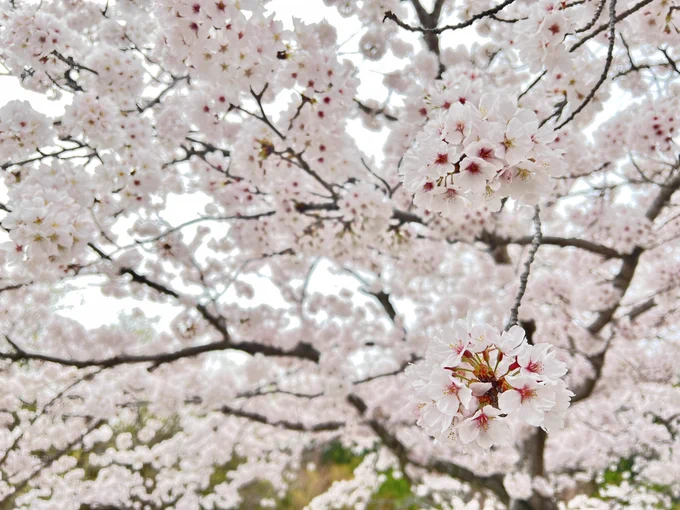 お寺の桜! 