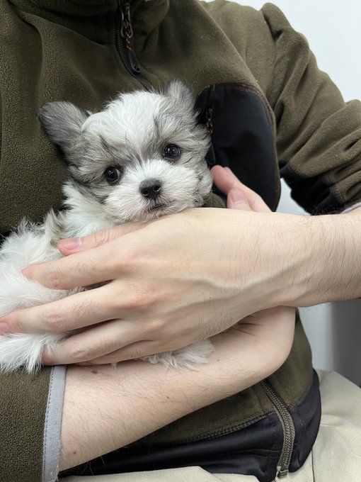 マルチーズのtwitterイラスト検索結果 マルチーズのtwitterイラスト検索結果