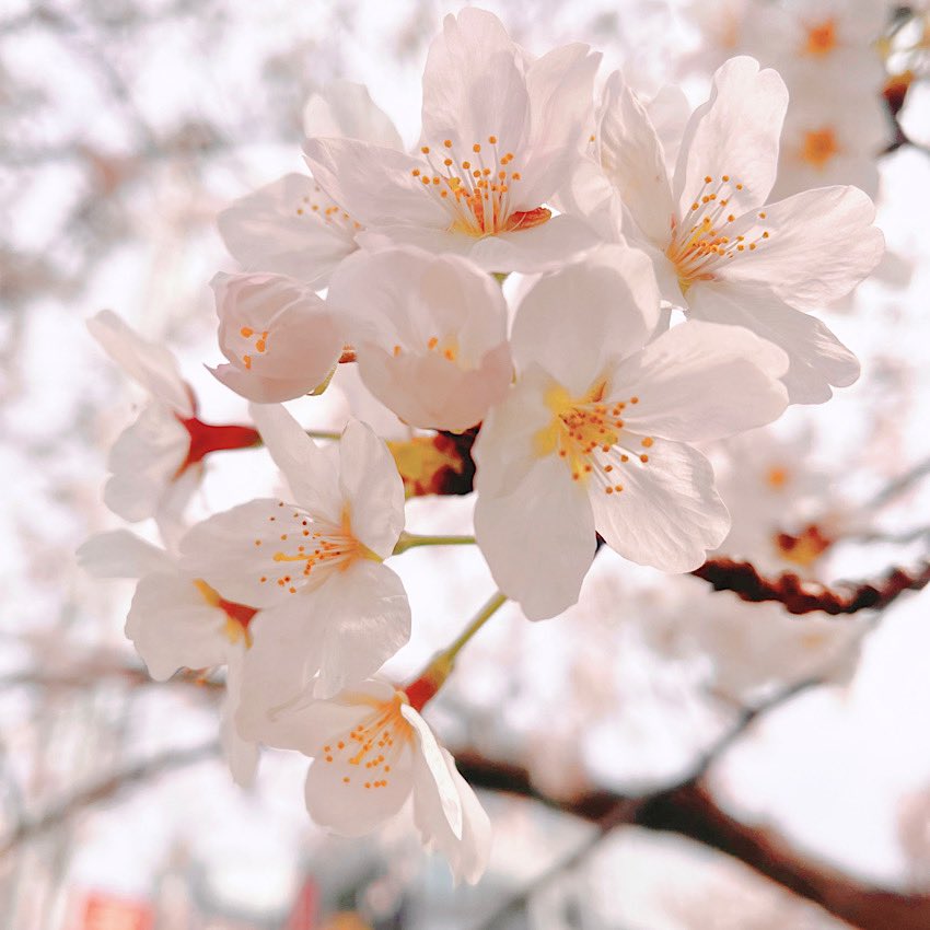 お花見🌸 