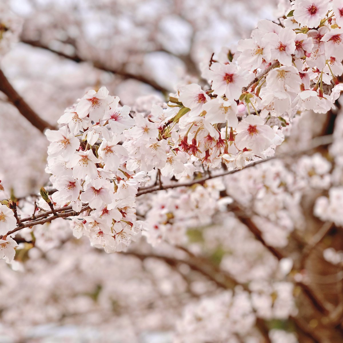 「桜綺麗だった〜!🌸 」|森倉円のイラスト