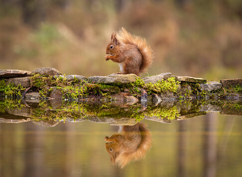 redsquirrelsw's tweet photo. Check out these 8 great #springbreak ideas for #naturelovers in the UK 🐿️
#rewilding #redsrule #redsquirrelsrule #redsquirrelsouthwest #redsquirrels #redsquirrel #britishredsquirrel #staycation #springstaycation
https://t.co/LluXOlsN62 https://t.co/2Ne2ceuBJO