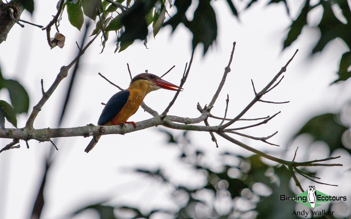 One of the main targets last weekend was trying to find the local subspecies of Stork-billed Kingfisher here in Bali, Indonesia, which we successfully did! (Terrible light tho!). 

#BirdsSeenIn2022 #birds #kingfisher #birding #BirdTwitter #birdwatching #TwitterNatureCommunity