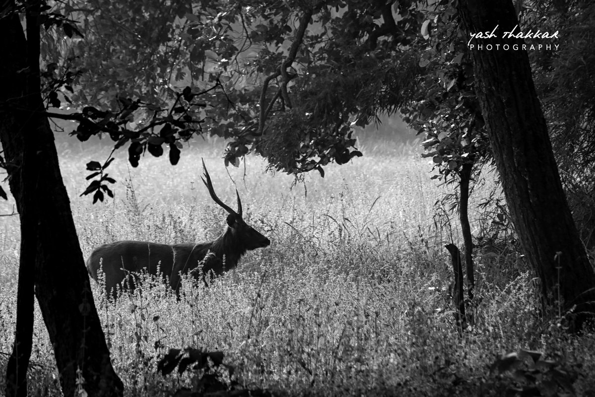 Sambar Deer. 

Image © Yash Thakkar Photography LLP

#sambardeer #silhouette #monochrome #jungle #junglediaries #animal #forest #landscape #tension #herbivore #blackandwhite #wildlife #photography #photographer #lovewhatido #passion #canon #travel #india #incredibleindia