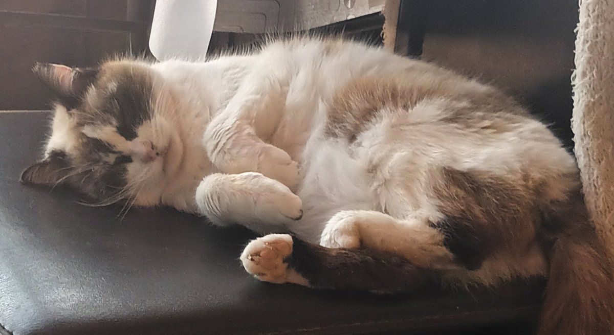 stuartconnor5's tweet photo. @karen_flynn Morning Karen. Happy #Caturday https://t.co/ohhaBQNq6Q