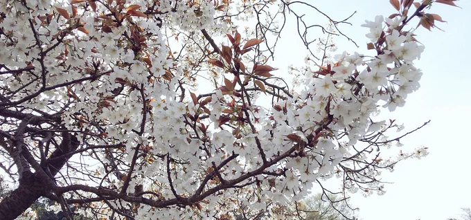 桜見てきた 