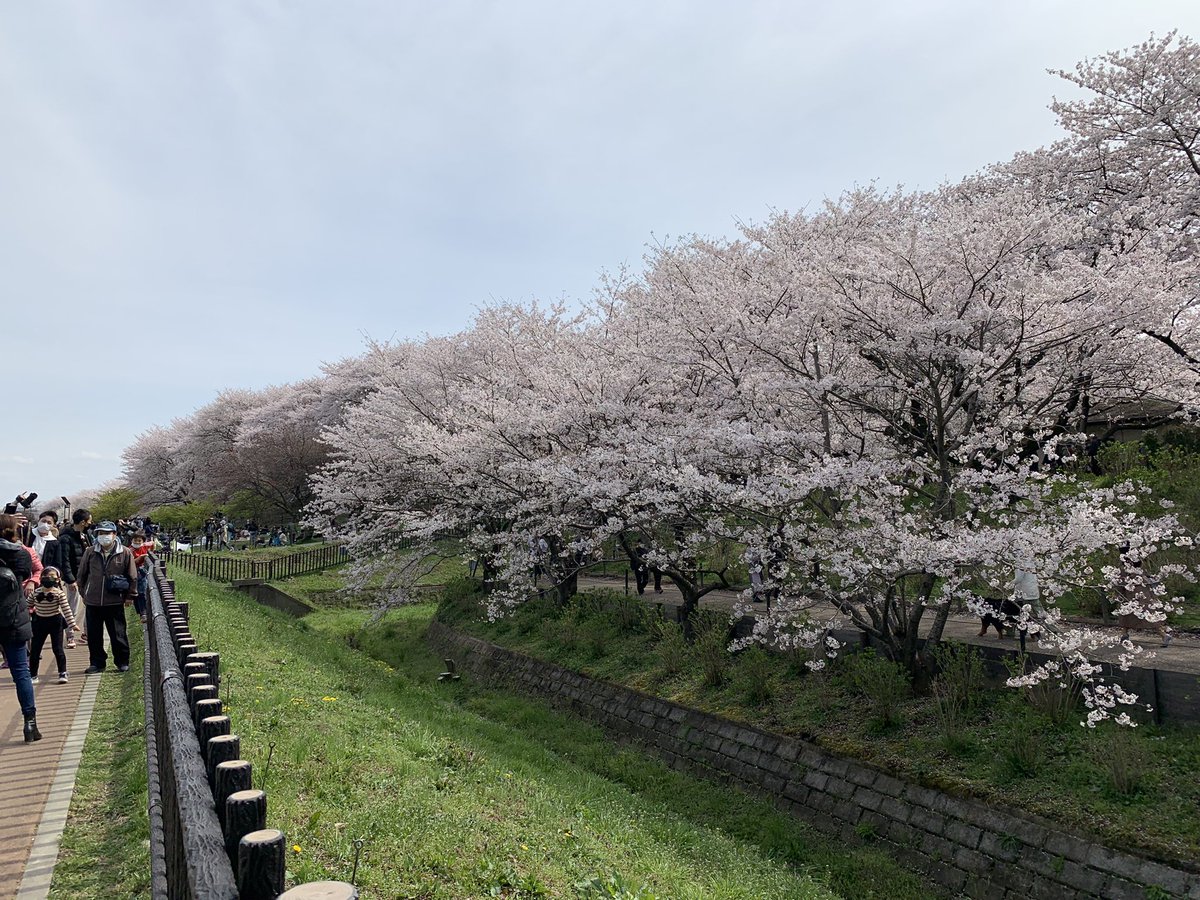 AMOTrader's tweet photo. 桜満開🌸

#桜
#権現堂公園 https://t.co/NxDh4CulJA