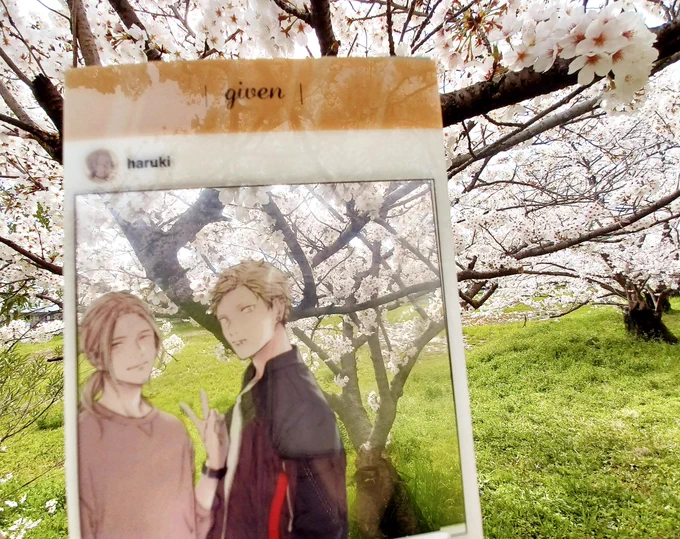 今年は反対側の公園に来ましたよ🌸いつもの桜並木は川沿いなんです😚低い桜なんですd=(^o^)=b 