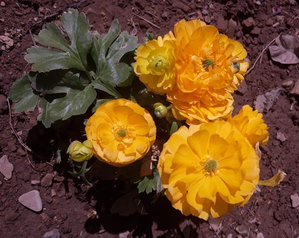 TahiJadoon's tweet photo. Yellow is love #yellow #flowers #gardening #GardeningTwitter #گل_داوودی #oxeye #oxeyedaisy #guledaoodi https://t.co/js2seq1iwW