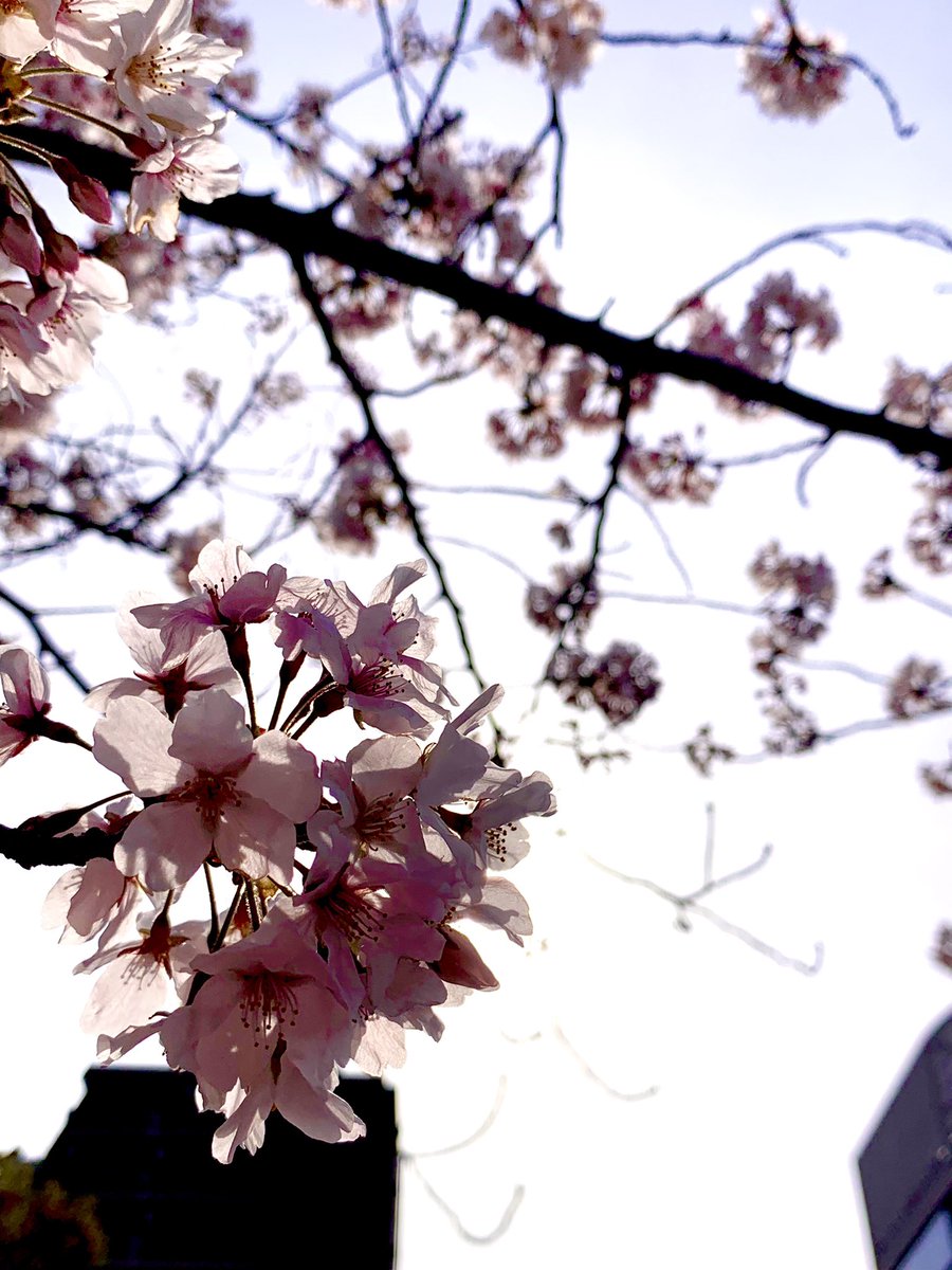 _sora_iro_iro's tweet photo. 桜と空🌸

今日はお花日日和ですね🎶
花粉症で目は痒いけど🤣

逆光で撮ってみたら

桜の花びらに光が透けて
綺麗に撮れました💕

#TLを花でいっぱいにしよう 
#桜 
#キリトリ世界 
#ファインダー越しの私の世界 
#花が好きな人と繋がりたい https://t.co/U9zZkTFtoT