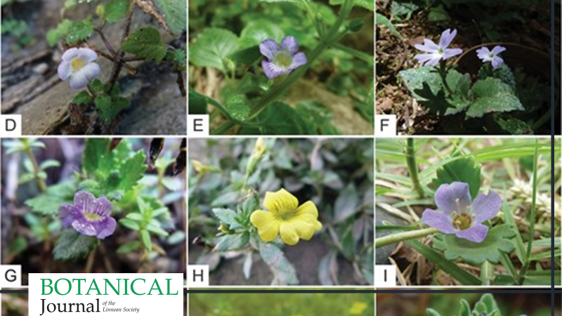 BotJLinnSoc's tweet photo. #Phylogenetics of #Gratioleae (#Plantaginaceae): #paraphyly of #Stemodia and implications for generic #circumscription, with insights from #FloralEvolution 
Scatigna et al. #FloralSymmetry #Mecardonia #Conobea #Bacopa. https://t.co/B2xn9IwlDn https://t.co/IrpOrvuhXV