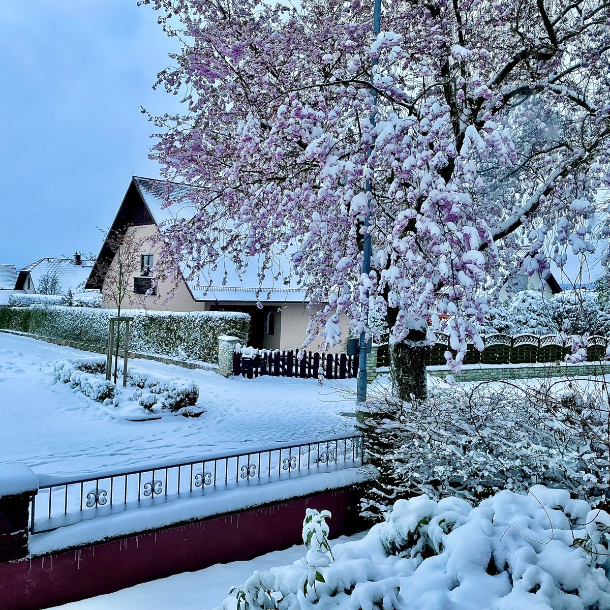 Veusberg's tweet photo. April, und endlich blühen die Kirschbäume ☃️ https://t.co/mYW9RxNQfK