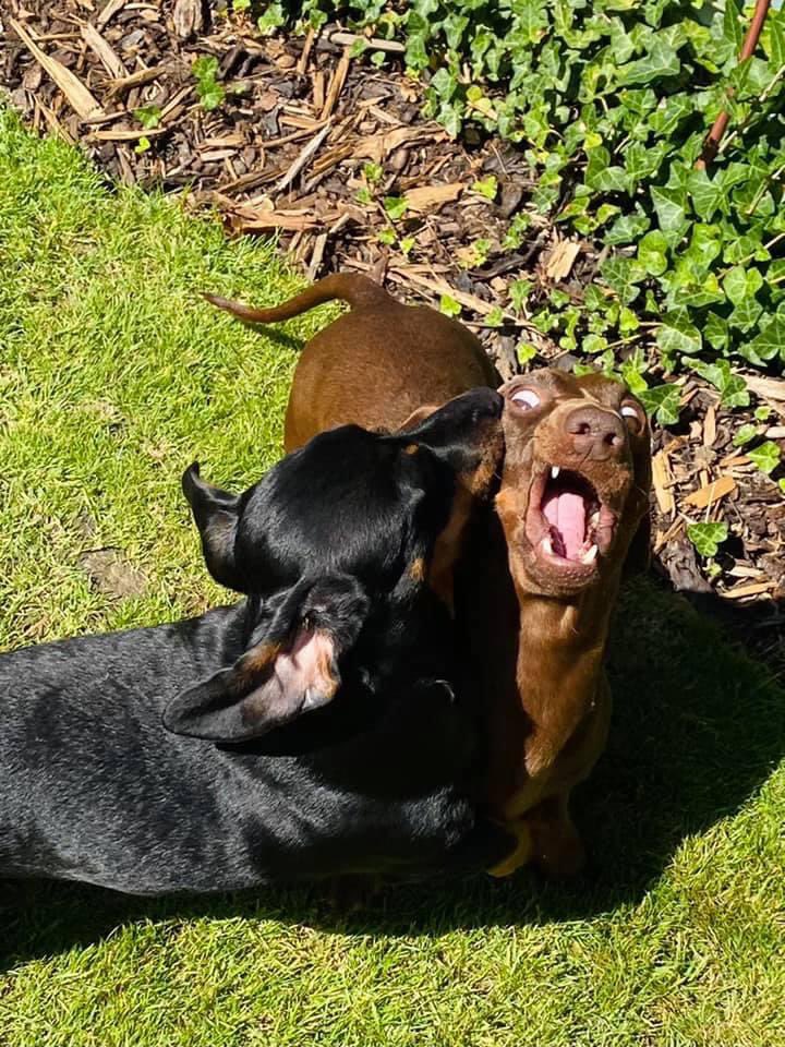 Fatherhood 🙈😂🖤🤎 happy weekend 💚💚💚
#Dachshund #sausagedog #dogsoftwitter #fathersonlove