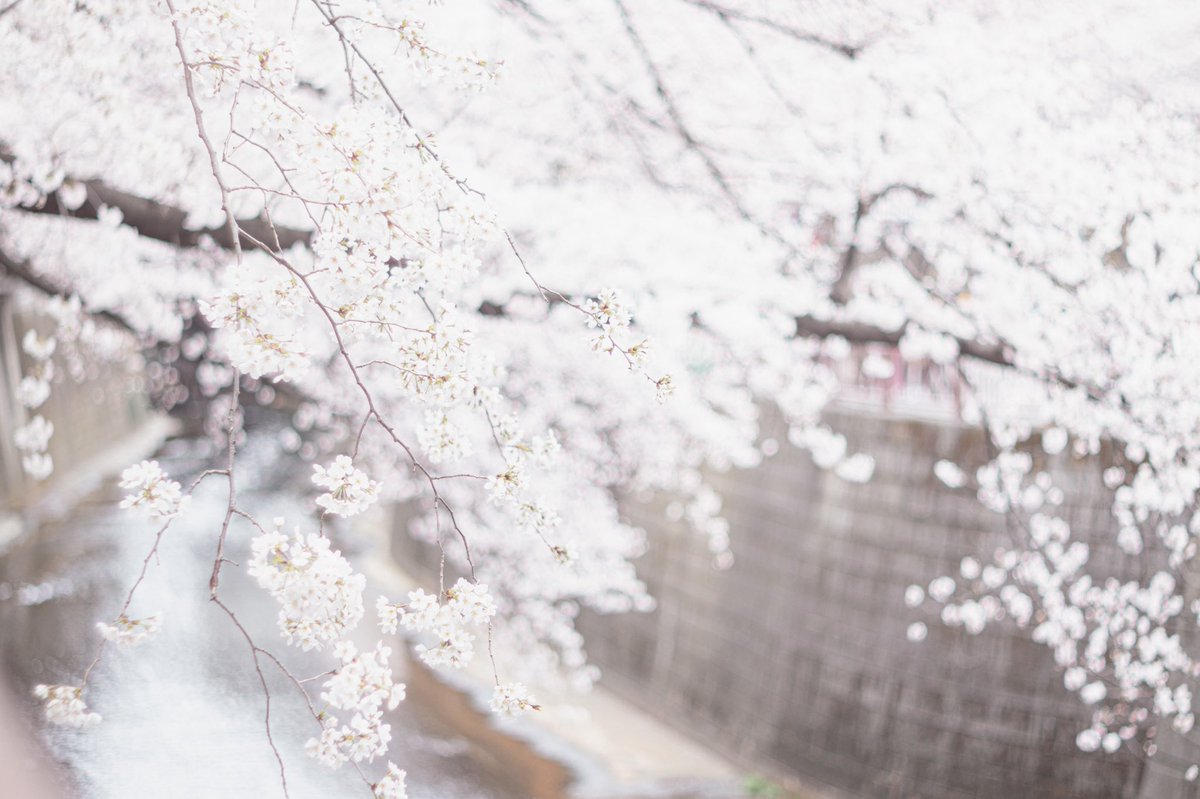 Inakichikichi's tweet photo. #中目黒

#桜
#写真好きと繋がりたい
#空 #夕暮れ #景色
#風景 #Canon #フィルム
#イラスト #春 #淡い https://t.co/Moo2VjSJh6