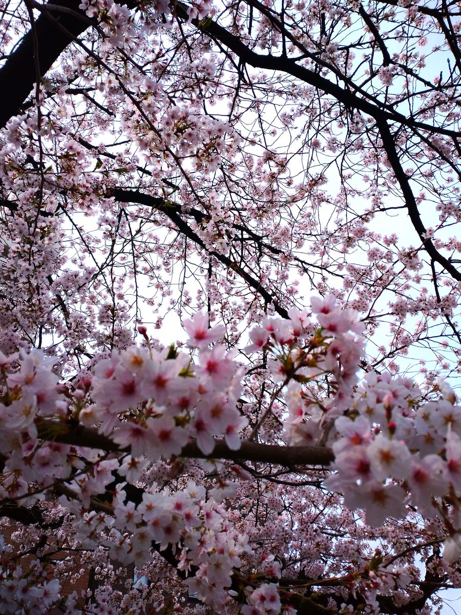 river8687's tweet photo. こんにちわっち。かっちゃ～ん💕名古屋～🎶
#植草とみんなのお花見会2022 https://t.co/P2BsxbahRB
