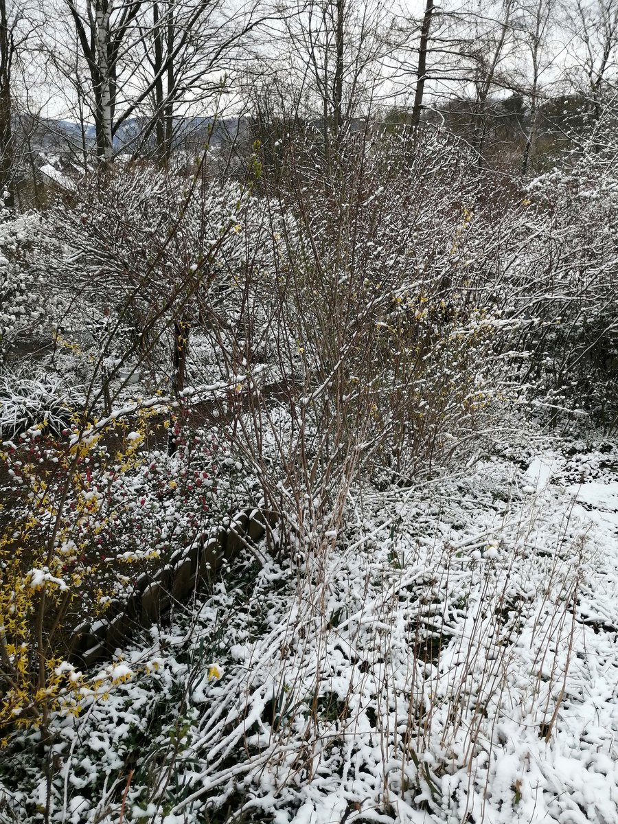 deceiving_elf's tweet photo. Good morning! ❄️🌨️⛄ #April #snow #whiteweekend https://t.co/ERAOt3KJIo
