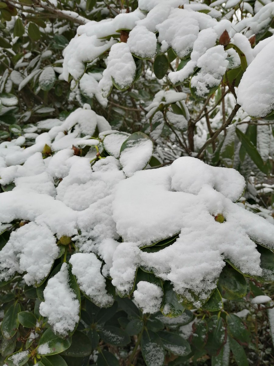 deceiving_elf's tweet photo. Good morning! ❄️🌨️⛄ #April #snow #whiteweekend https://t.co/ERAOt3KJIo