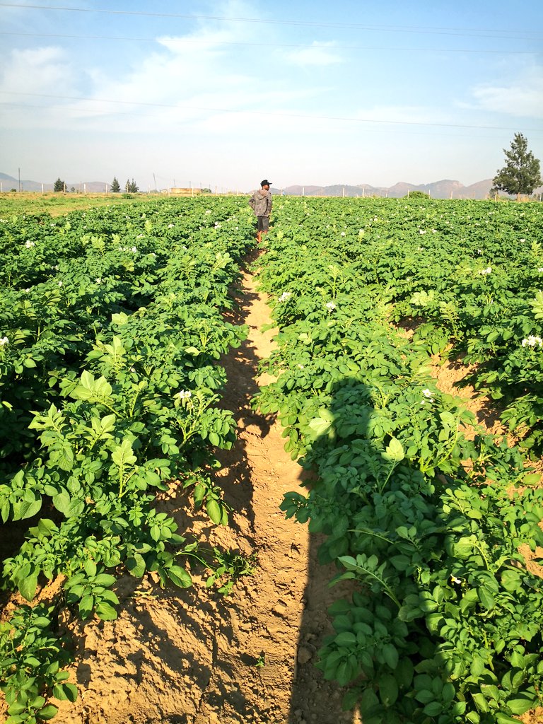 mrLethario's tweet photo. Good seed is half way to a bountiful and profitable harvest! 
Purchase quality certified potato seed for a great winter crop.
Call 086 8800 2604
Mobile 0712 886 946
WhatsApp 0712 980 980
Email sales@kutsaga.co.zw

DON'T MISS OUT ON QUALITY https://t.co/7g7Kk17sho