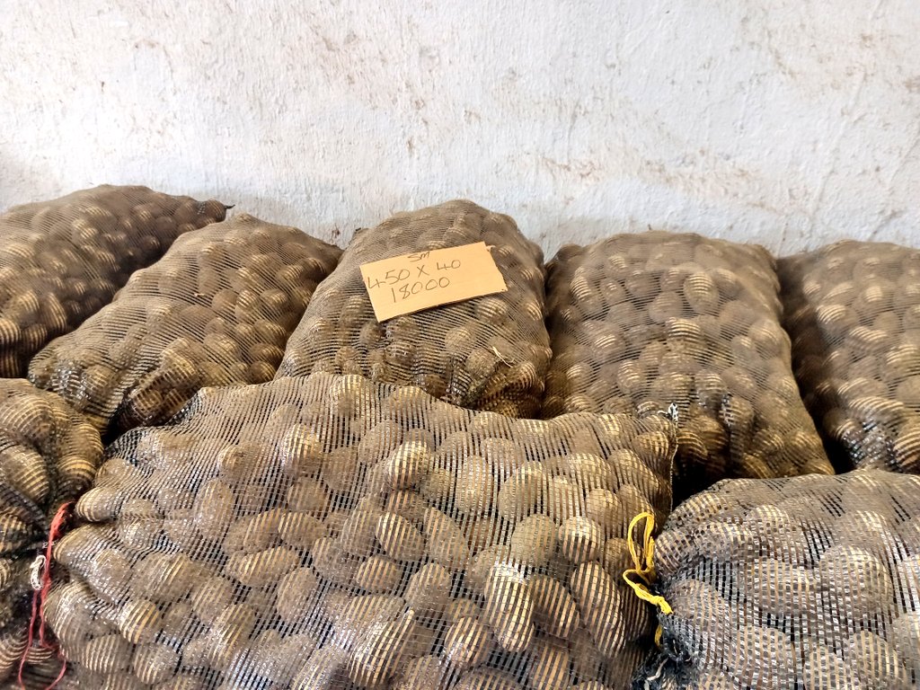 Good seed is half way to a bountiful and profitable harvest! 
Purchase quality certified potato seed for a great winter crop.
Call 086 8800 2604
Mobile 0712 886 946
WhatsApp 0712 980 980
Email sales@kutsaga.co.zw

DON'T MISS OUT ON QUALITY
