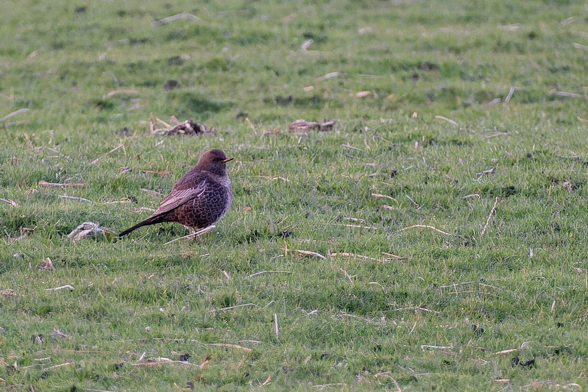A pair of Ring Ouzel local to me, Lifer 151 #ringouzel #lifer