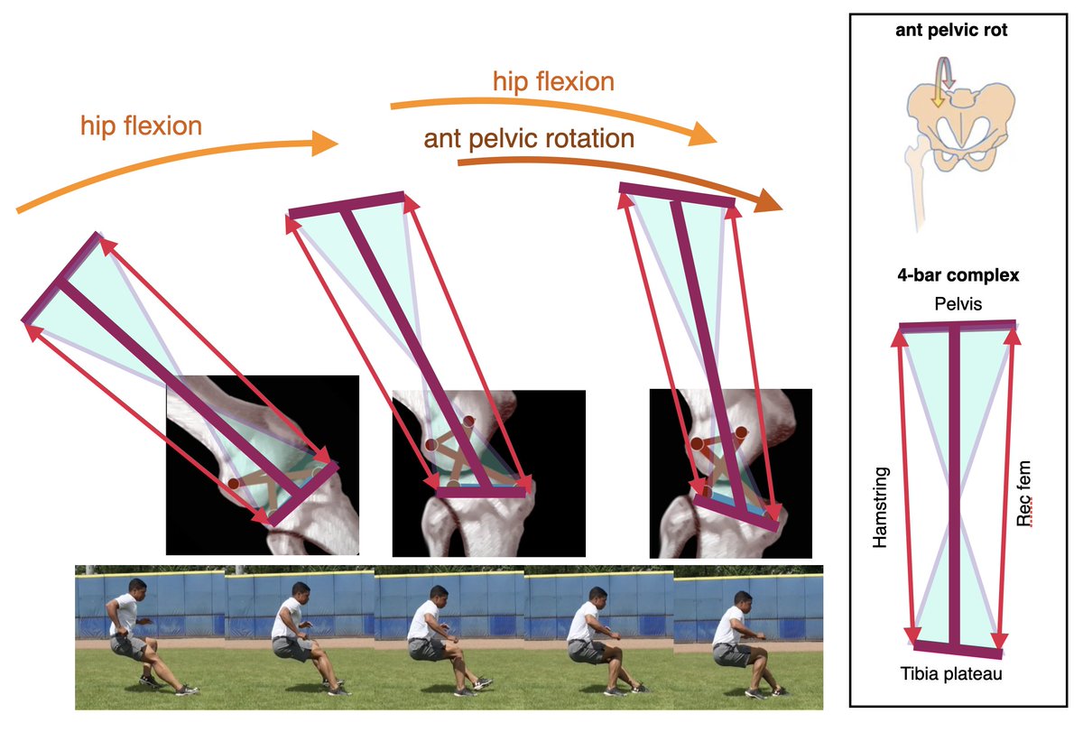 In addition: ACL/PLC need to be protected by 4-bar system of the thigh (by joint coupling knee and hip). In Nordics PCL is not protected, adding to the notion that NHC does not fit self-organization.