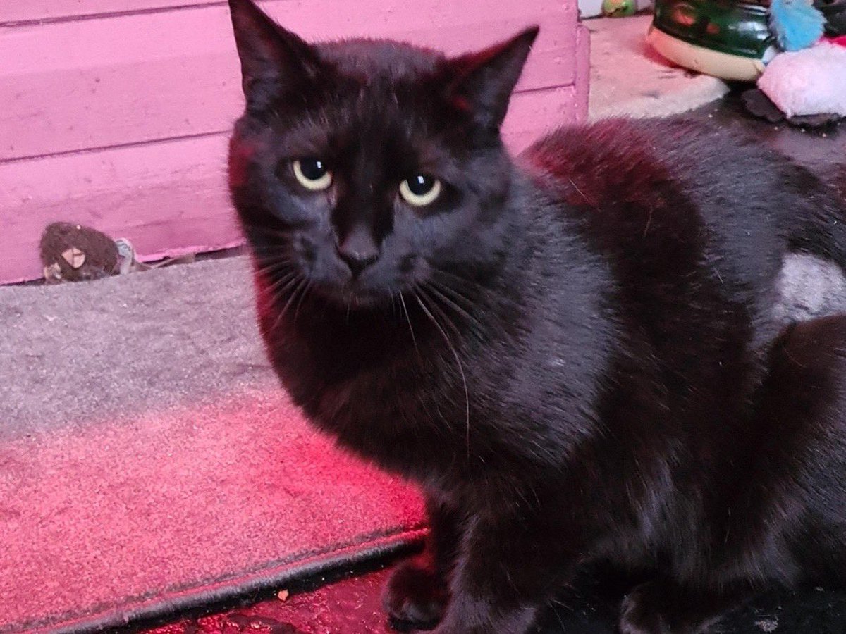 RSPCANW's tweet image. Vera is still patiently waiting for a new home.  This previous stray is such a friendly girl.  Please give her a chance. Enquire on 07872 041733 #AdoptDontShop #RescueCat #BlackCat