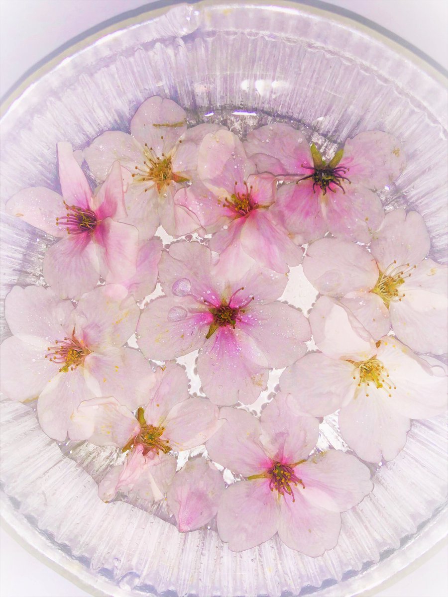 「桜の花をガラスの器に浮かべてみました🐻🌸.•*¨*•.¸🐻🌸¸落ちてたも」|春咲のイラスト
