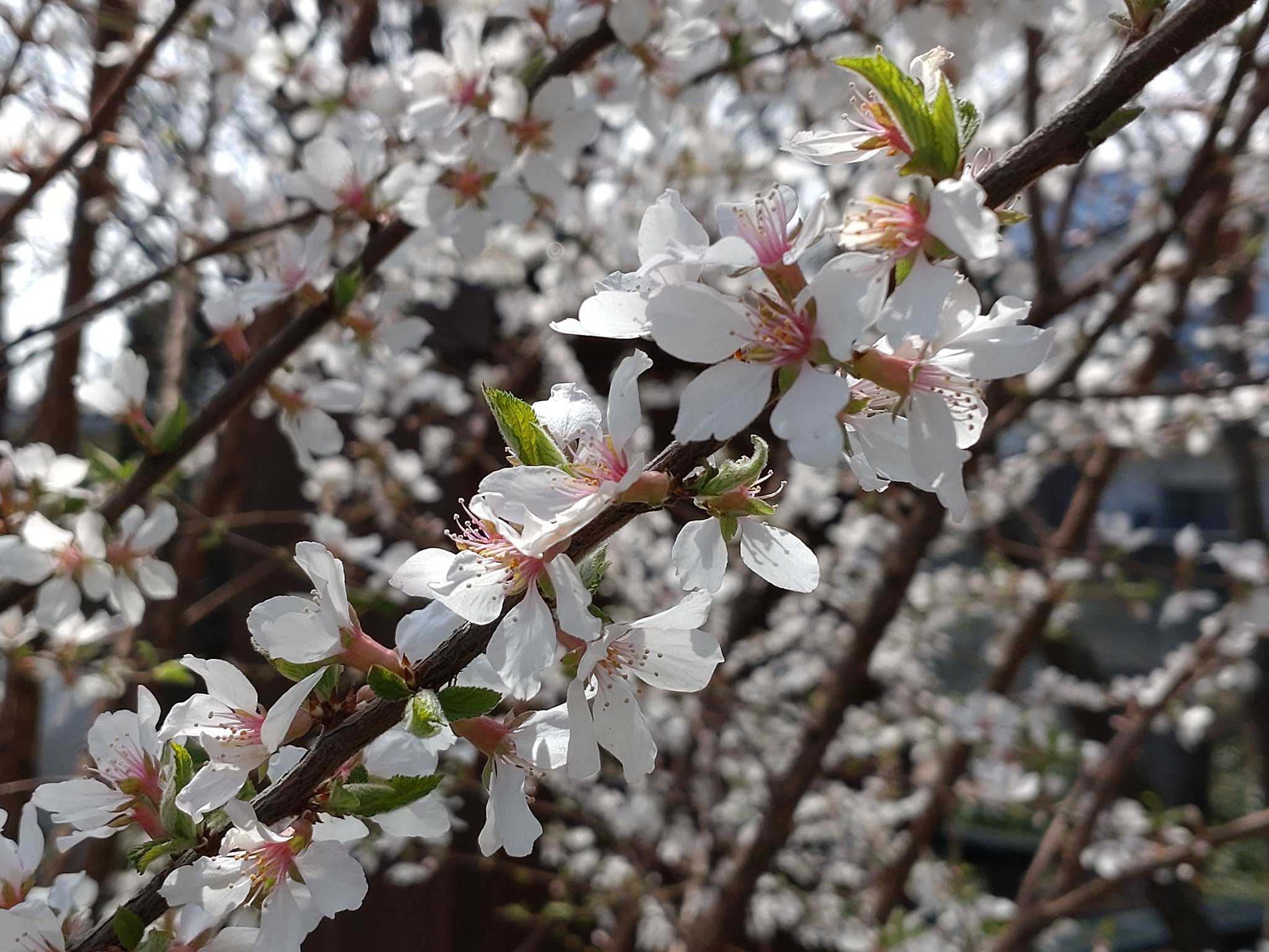 小琴花暦 Kogoto Cloud Twitter