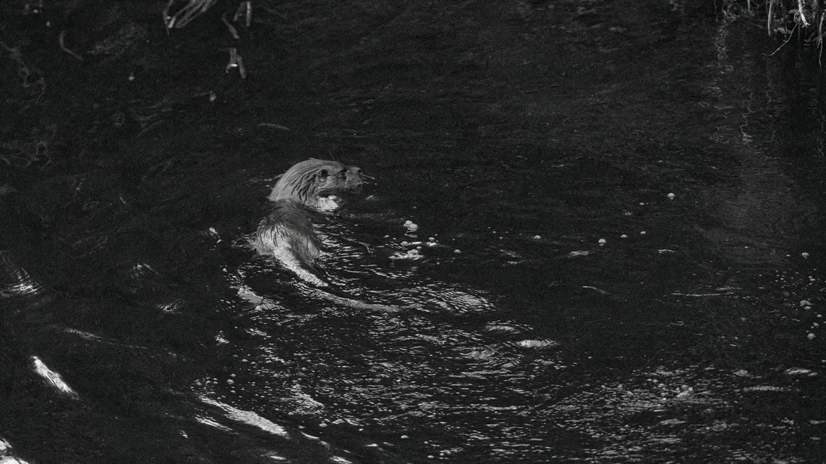 diggums's tweet image. Back to the park at dusk. Plenty of mucking around. #otters #edinburgh