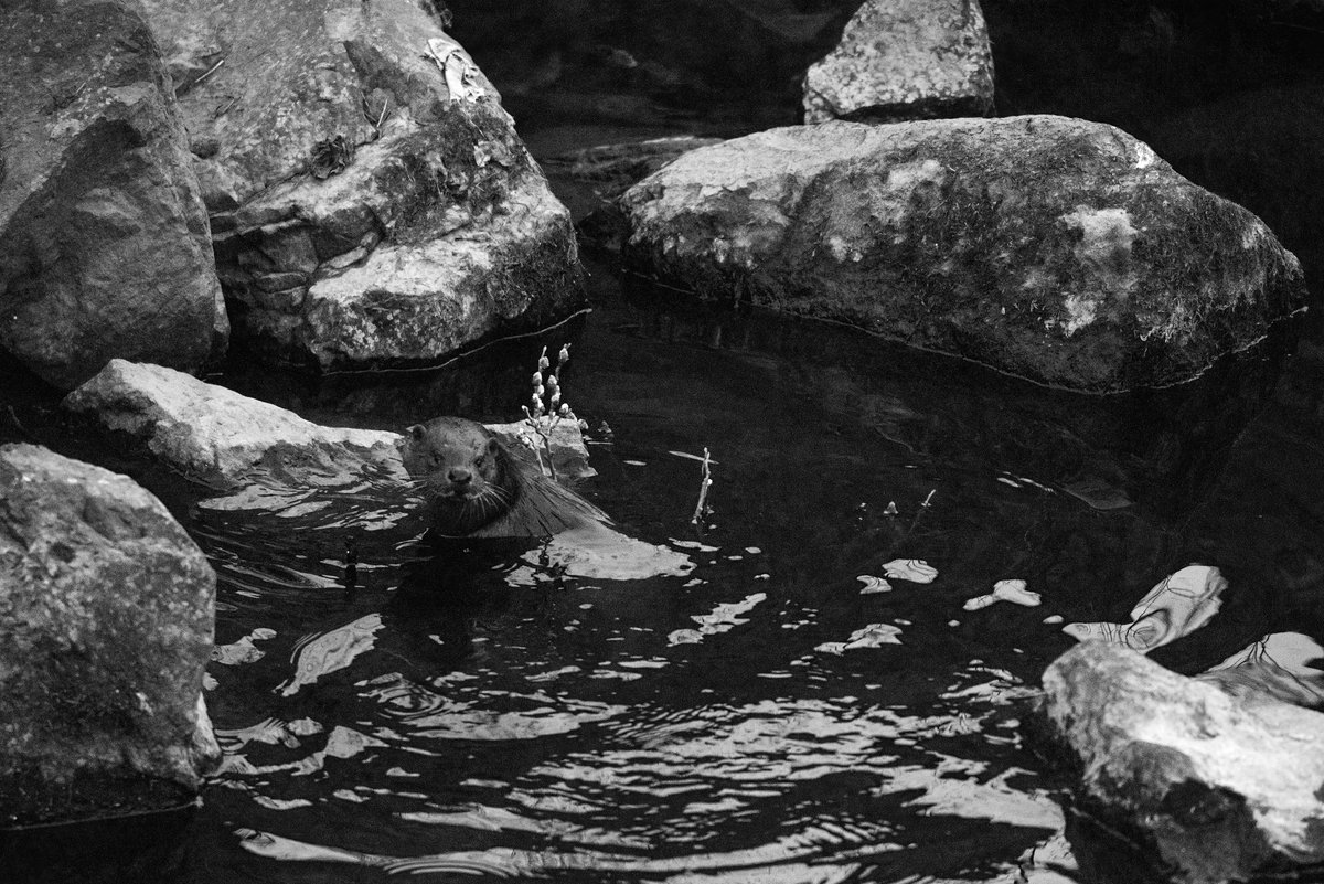 diggums's tweet image. Back to the park at dusk. Plenty of mucking around. #otters #edinburgh
