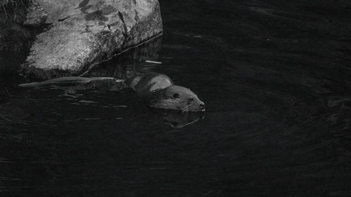 diggums's tweet image. Back to the park at dusk. Plenty of mucking around. #otters #edinburgh