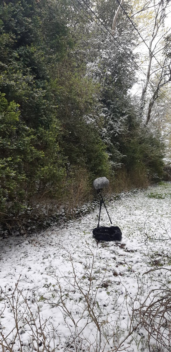 DansSounds's tweet photo. Early morning #recording session trying to catch the wind and snow falling through trees 
#audioproduction #gameaudio #sounddesign https://t.co/FBDKH1gnfw