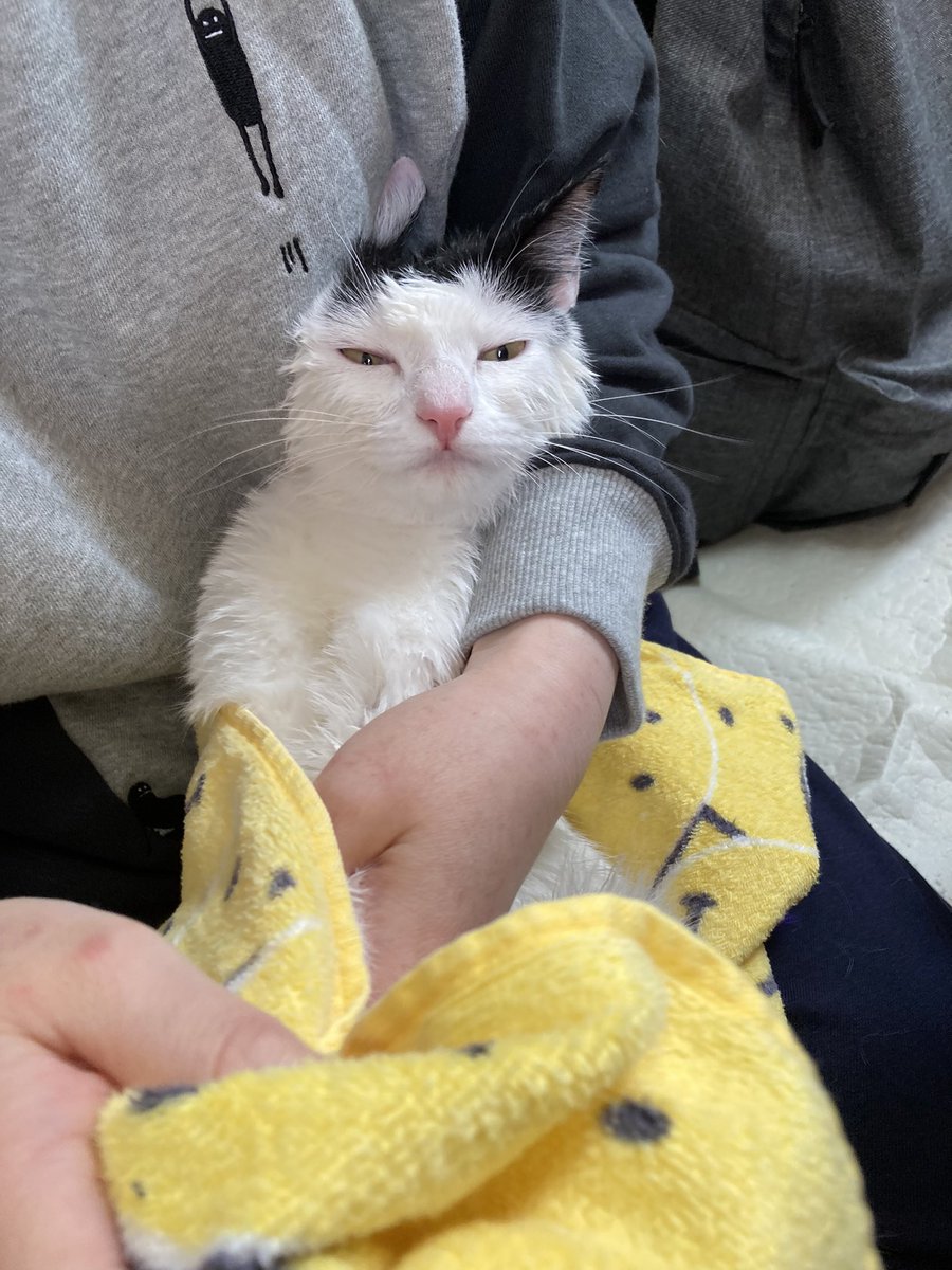 洗われた猫さんのお手本のような 虚無 な表情 見た人々思わず笑う 飼い主嫌い でも拭いて Togetter