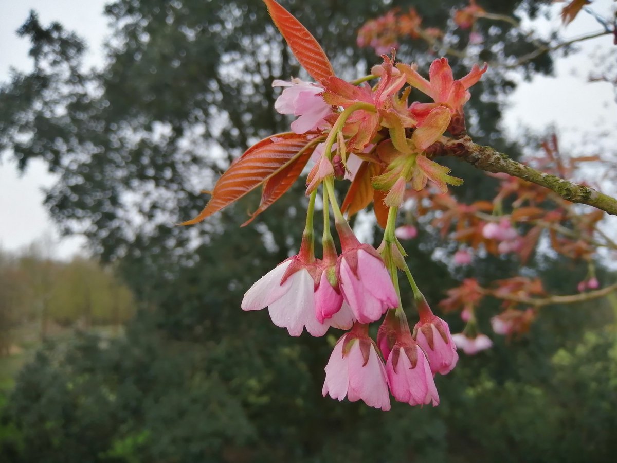 Pinci81's tweet photo. National Botanic Garden of Wales #BlossomWatch #lovemyjob #weekendwork  #visitwales #home #lovewhereilive #calm #peaceful #beautiful #tranquil https://t.co/uZ0uZrIypk