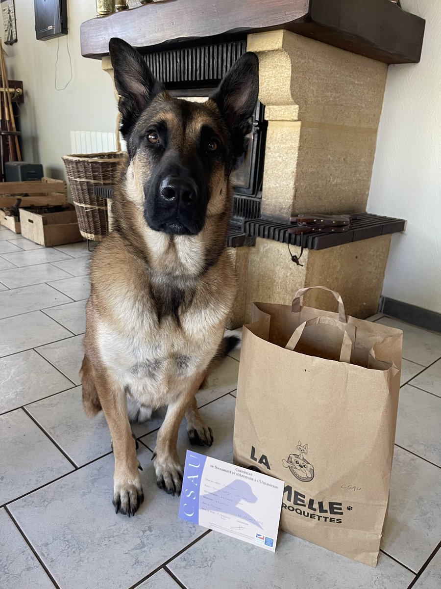 manon_armd's tweet photo. CSAU réussi avec une mention excellente et les félicitations du juge en personne! 
En route pour le BREVET!! 🥳
J’espère que ce soir vous allez offrir beaucoup de friandise à Sonson sur le live 🥰
#k9 #malinois #obéissance https://t.co/amDx8WUQe2