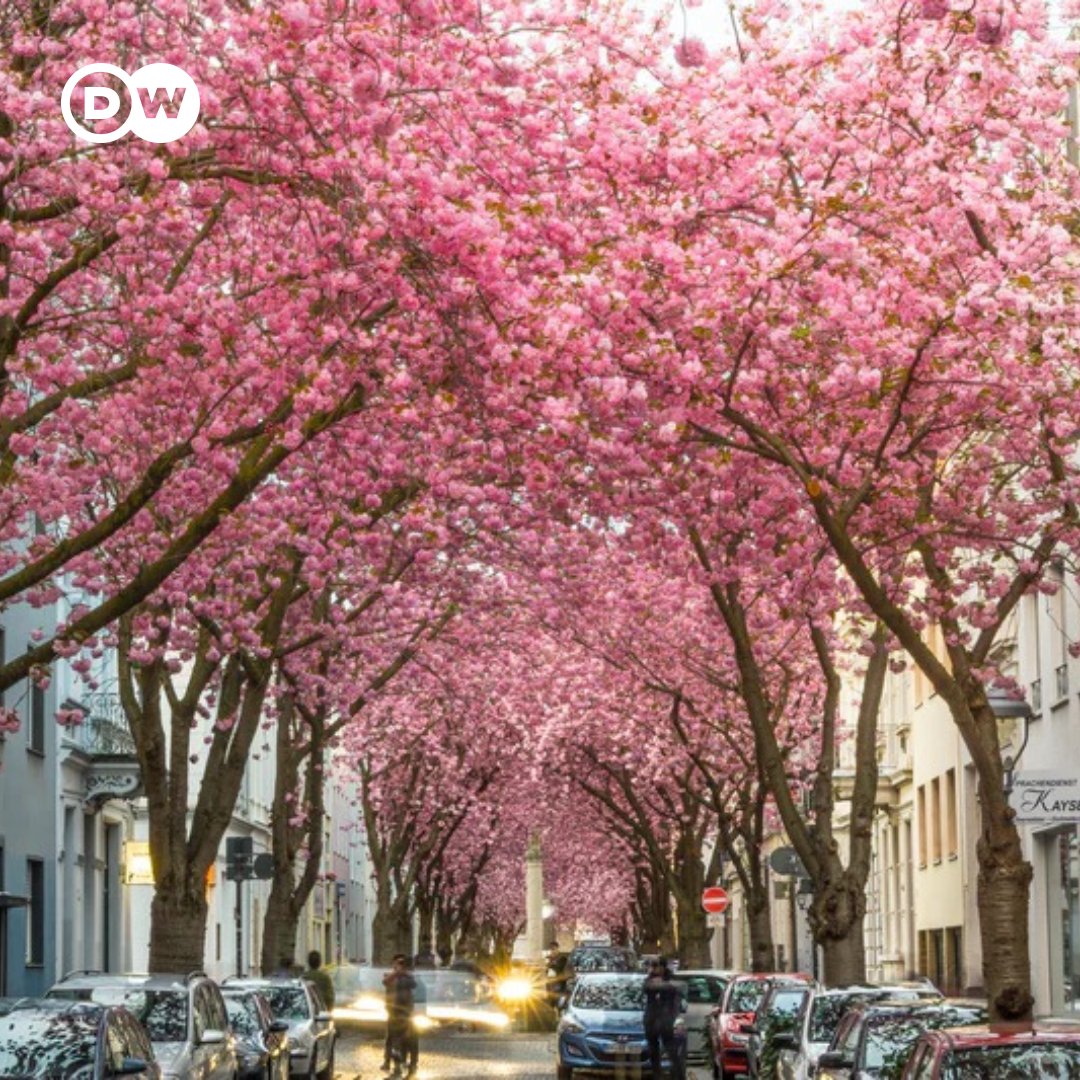 Guten Morgen! Frühlingszeit bedeutet auch Kirschblütenzeit. Wir freuen uns schon sehr darauf, die rosafarbene Blütenpracht auch dieses Jahr wieder bei uns in der Bonner Altstadt bestaunen zu können. Blühen bei euch auch schon die Kirschbäume?