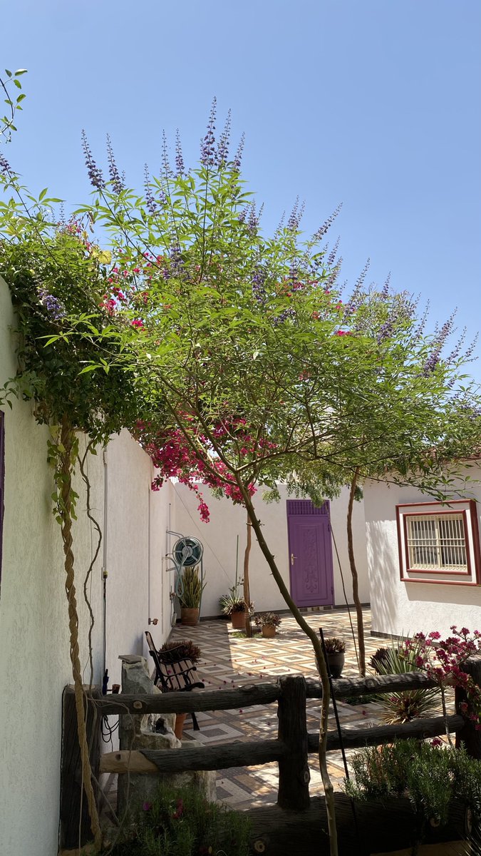 COURT__YARD's tweet photo. #كف_مريم أزهرت!

#فصل_الربيع
#ابريل
#Spring_Season
#April
#Gardening https://t.co/haVlAkaxDV