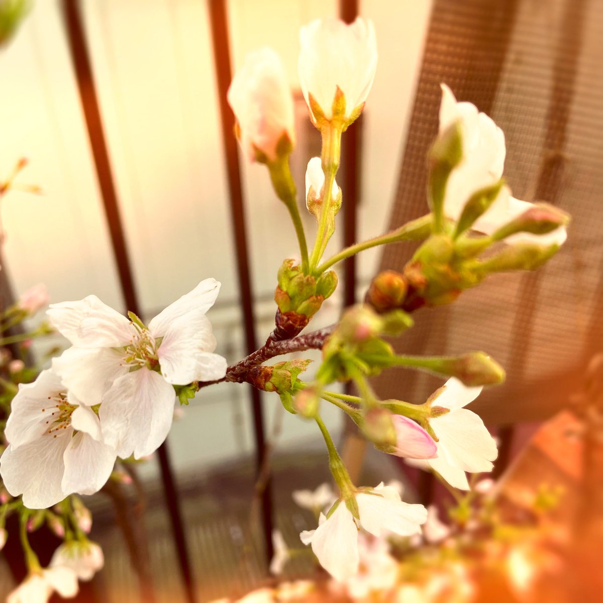 うちの桃さん🌸桜さん🌸
咲いてくれたのが嬉し過ぎて、暇があれば眺めてしまう😊😍✨