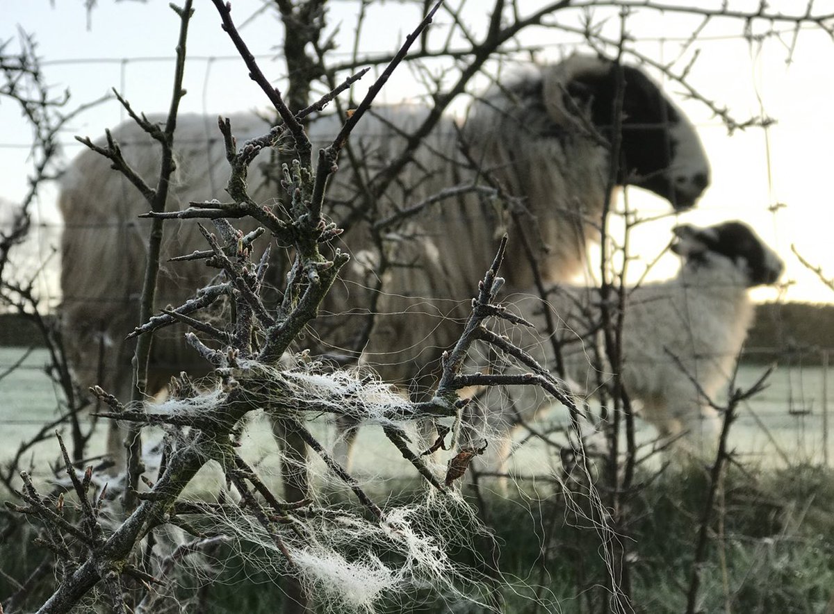Silver light before sunrise #shepherdess #sheep #sunrise #spring #april #saturday #lamb #lambs #lambingtime 🐑