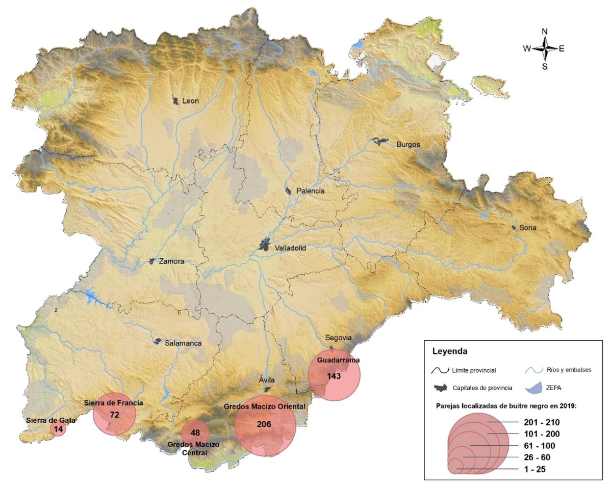 eforestal's tweet photo. Buitre negro en Castilla y León.
585 parejas en 2020.
Colonias reproductivas más importantes:
🔸Valle de Iruelas ( Gredos Macizo Oriental, Ávila)
🔹Pinares de Valsaín (Guadarrama, Segovia)
🔸Quilamas (sierra de Francia, Salamanca).
https://t.co/lzGJPOQ0O5 https://t.co/puYUXvxSpf