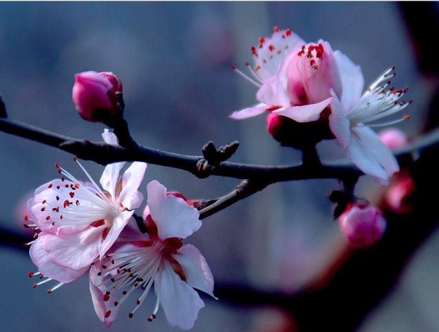 Beautiful spring with blooming fllowers~