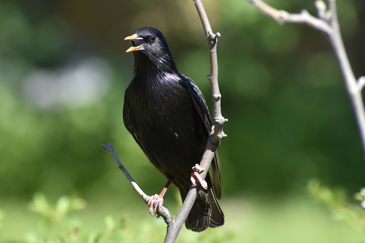AvianBiology's tweet photo. Research finds no support to the post mating sexual selected hypothesis, questioning the general applicability of the sexual selection role of eggshell coloration.

https://t.co/PVjwrFZr18
#OpenAccess #ornithology #avian #research

@WileyEcolEvol @NordicOikos @perezrodriguezl https://t.co/akAADRfgtl