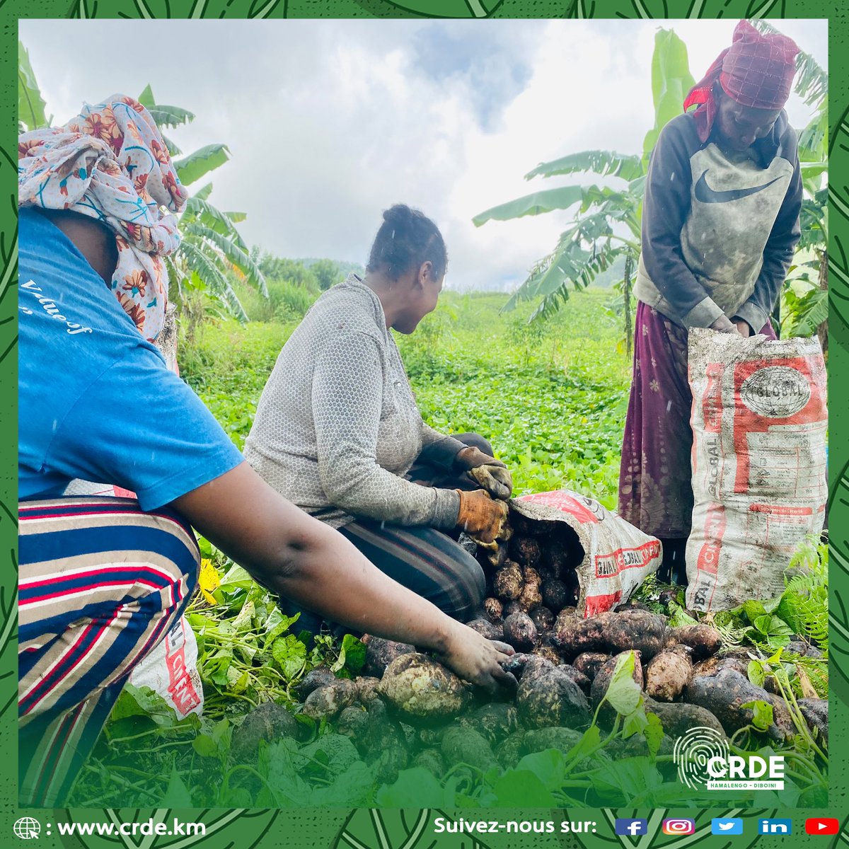 crdediboini's tweet photo. #MarchéSolidaire
Très tôt ce matin, nos équipes se sont déployées dans les différentes zones d’intervention du @crdediboini pour rencontrer les exploitants agricoles et collecter les produits pour le marché solidaire. @gouvkm @PNUD_Comores 

#ramadankareem2022🌙✨🕌🙏🤲🏻♥️ https://t.co/59umLc81L3