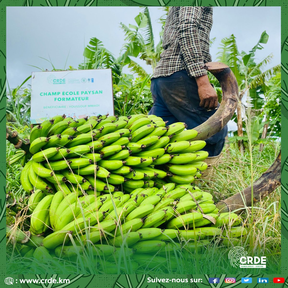 crdediboini's tweet photo. #MarchéSolidaire
Très tôt ce matin, nos équipes se sont déployées dans les différentes zones d’intervention du @crdediboini pour rencontrer les exploitants agricoles et collecter les produits pour le marché solidaire. @gouvkm @PNUD_Comores 

#ramadankareem2022🌙✨🕌🙏🤲🏻♥️ https://t.co/59umLc81L3