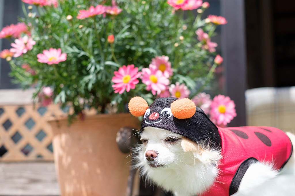 こむぎの親 てんとう虫を着せられて どんより気分になってる こむぎ です 子供に出かける前に いそいそと着せられてました テンションがた落ち まーでも桜見にでかけてからはシャキシャキ歩いてましたけど フードを被されない限りは