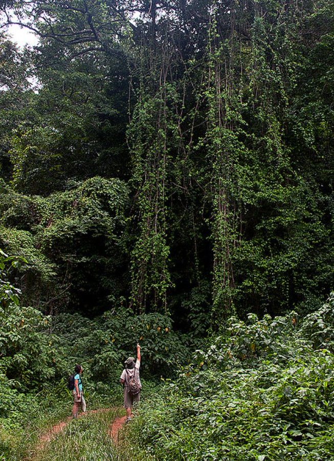 The importance our protected forestry towards climate change
