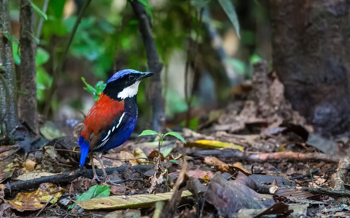 Look at this absolutely stunning Blue-headed Pitta! This is one of 4 endemic pittas possible on our Sabah, Borneo tour. Who wants our last two tour spaces for Sep 2022…..? birdingecotours.com/tour/birding-t… (pic L. W. Keong) #birding #Borneo #pitta #birdwatching <a href="/AWBirder/">Andrew Walker</a>