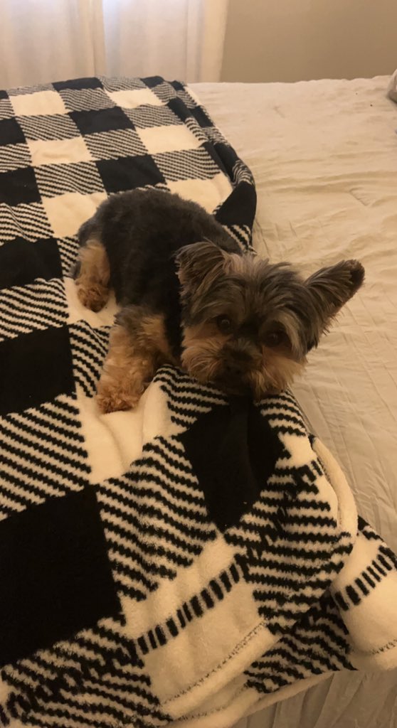 Goob mornin fwands! It’s a lazy Saturday! 🐶 💕