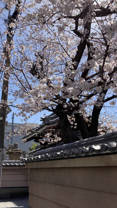 桜の季節をめいいっぱい感じたい